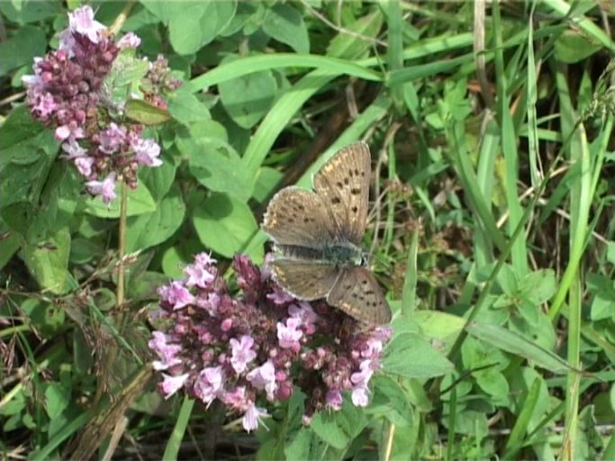 Brauner Feuerfalter ( Lycaena tityrus ), Männchen : Nettersheim/Urfttal, Eifel, 19.08.2006